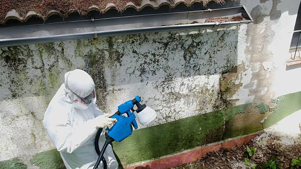 Top rated local Mold Remediation specialists in Dalmatia, PA